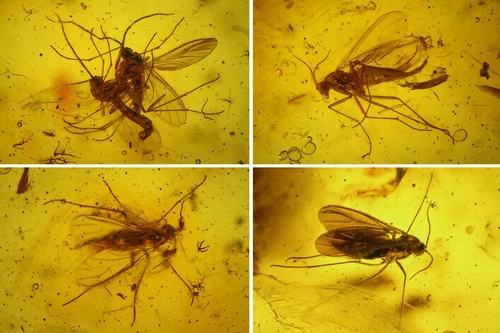 Ten Fossil Flies (Diptera) In Baltic Amber #183581